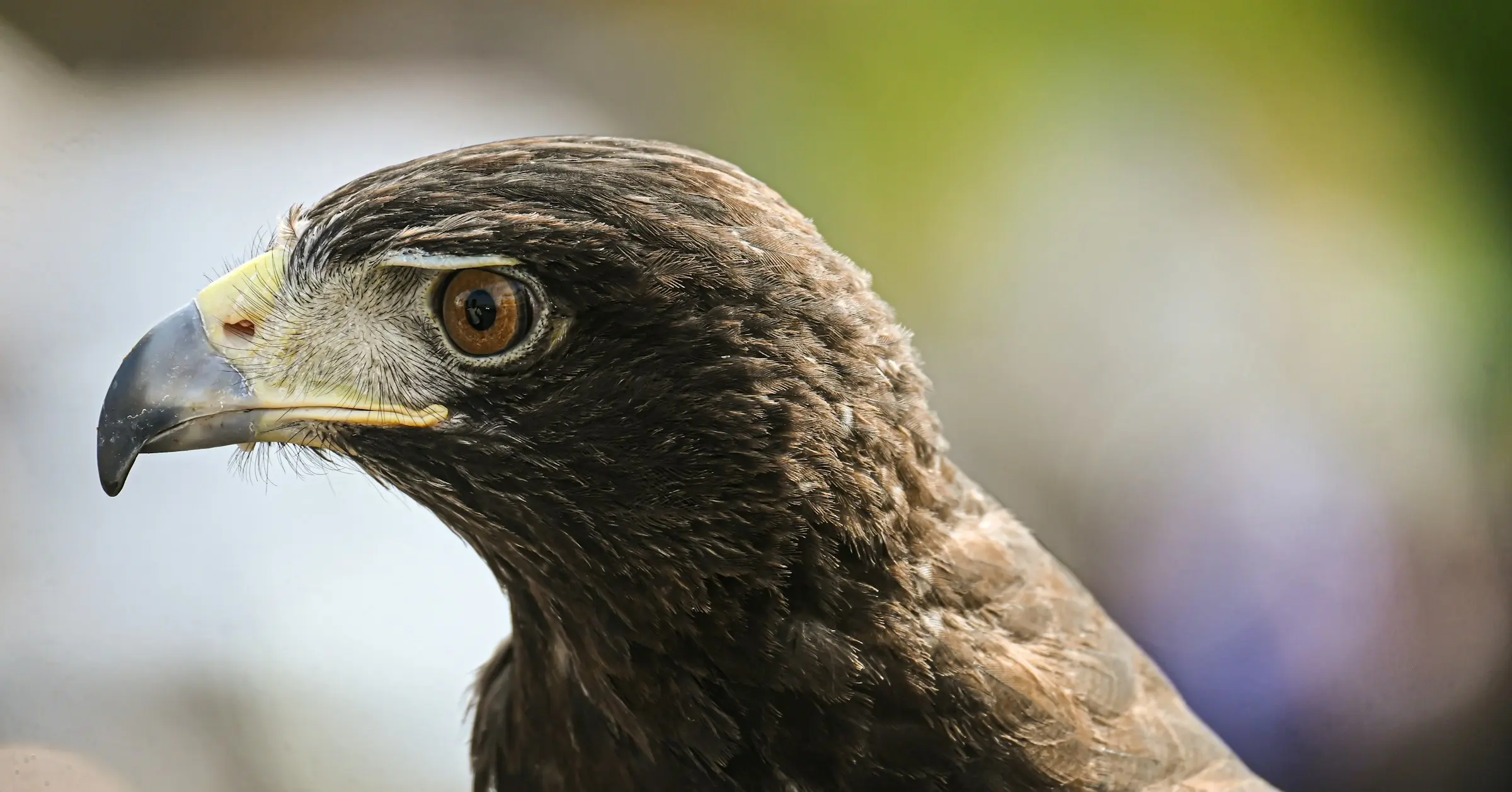 Close-up profile of a hawk's head